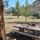 This photo shows an example of a walk-in campsite at Service Creek with a picnic table and large ponderosa pine tree.