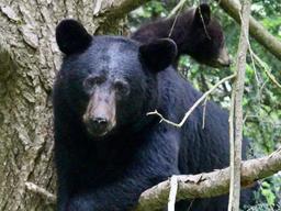 Big Meadows Campground - Shenandoah (VA)