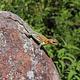 A colorful lizard sits atop a boulder.