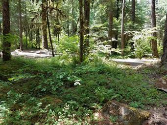 View of campsite and vegetation at Scaredman Recreation Site.