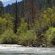 North Fork Yuba River