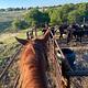 Singing Mesa Ranch