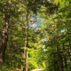 MFYForestPath
