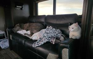 NYK Adventure Bus