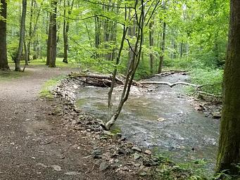 Mountain stream flows near backcountry campground.