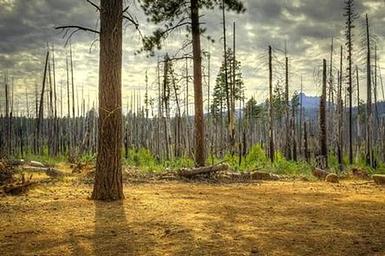 SHEEP SPRINGS HORSE CAMP