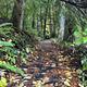 Paved waterfall trail with leaves on the ground.