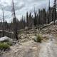 A photo of the narrow road to Yosemite Creek Campground