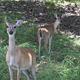 Wild Deer