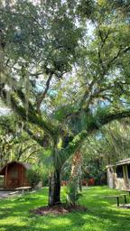 Tall canopy tree with cabins and picnic tables visible beneath — used on the site’s Newsletter/amenities background, shows campsite scenery, cabins and communal areas.