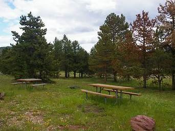 Picnic tables in a grassy area with a few pines in the area.