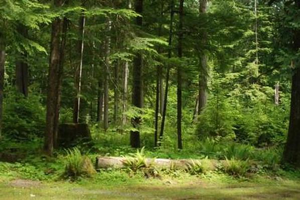 A001, Loop: AREA NORTH FORK BEAR GROUP