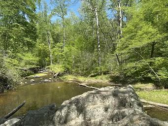 A Boulder in Quantico Creek with leafy trees in the background