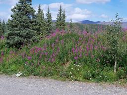 Cantwell RV park