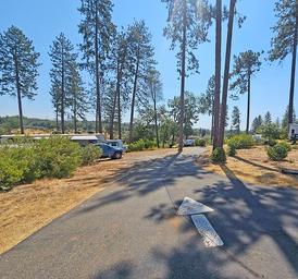 View down a paved park lane lined with tall pines and RVs — useful for showing the campsite layout, vegetation and site spacing (on the home page images).