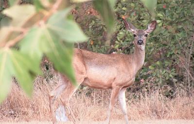 Lots of wildlife!