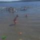 Shallow swimming area with people and safety float lines in the lake — illustrates the park’s beach/swim amenities (visible on-site activity).