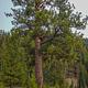 Fales Flat Campground Ponderosa Pine