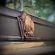 Little Brown Bat taking a nap on a vehicle in the campground
