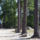 Clear photo of an RV parked among tall pines on a sandy campground road with site markers and boulders — shows typical RV pitches and campsite layout. Image is used on the Amenities page of the property's website.