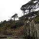 An eroded beach bluff with a view of the trail leading from the beach to Kalaloch Campground. Windswept evergreen trees rise on the bluff above.