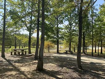 Picnic area sheltered between tall trees