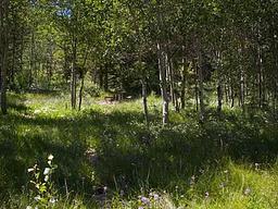 Lower Penstemon