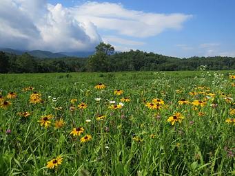 Cataloochee Group Camp