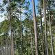 Portrait-style photo of tall pines and forested grounds consistent with the park's wooded campsites; useful to show the site's tree cover and camping environment.