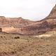 A wide canyon with orange and tan cliffs  and bare cottonwoods following a dry creekbed at the bottom