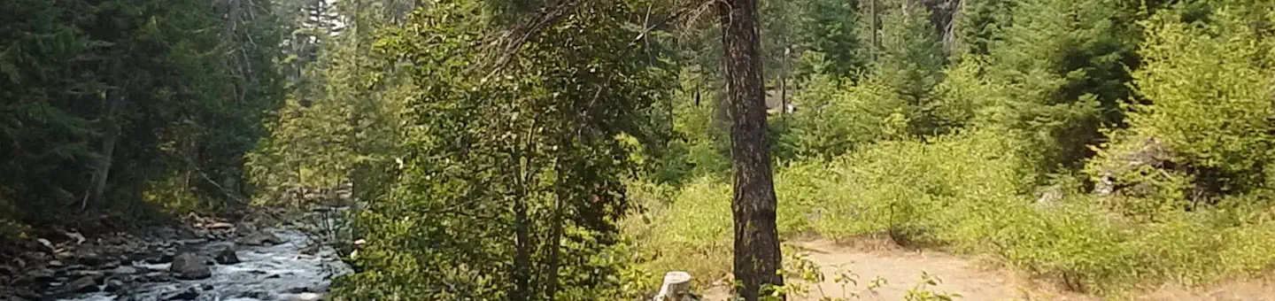 Pine Needle Group Site