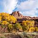 Trees with yellow leaves are centered in the image. Red rock formations rise above the treetops towards a blue sky with puffy clouds. Red clay and desert brush make up the foreground.