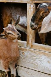 Mountain Goat Lodge