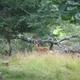 Wooded campsite scene with a deer in a grassy clearing — demonstrates the natural, rustic campsite character and wildlife presence on the grounds (from the Campsites page).
