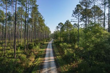 Drone image of a tree-lined dirt road/trail through the property — useful to show the natural trails and acreage of the equestrian resort (appears on site as property/trail imagery).