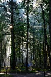 Elkmont