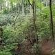Creek running along forest floor.