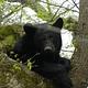 Black Bear