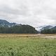 Harding River Cabin scenery, grassflats, tree covered hills and mountains in background and cloudy sky