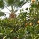 Image of fruit trees (orange trees) and palms consistent with landscaped grounds at the park; useful to show onsite greenery/amenity areas referenced on the site.