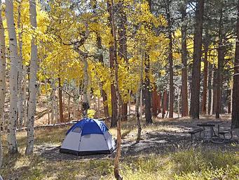 Tent set up at campsite surrounded by golden aspen trees