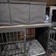 Class C - Built in Dog Kennels