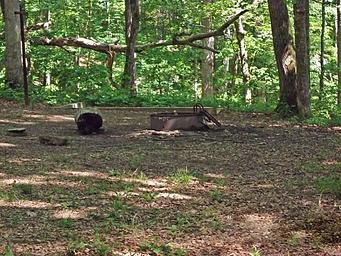 Raymer Hollow Campsite