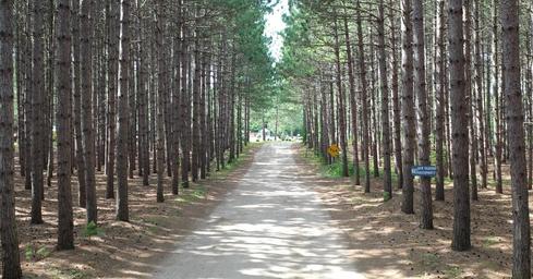 Pine Ridge Park Campsite