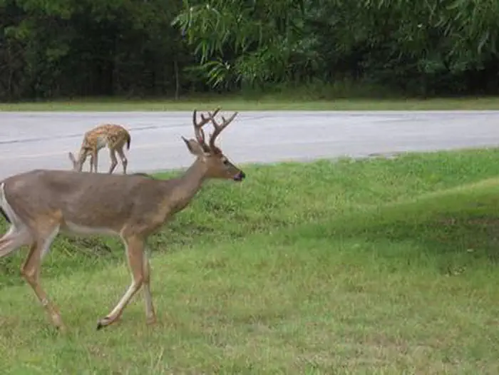 Indian Creek Campground (AR)