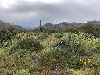 Desert Wildflowers