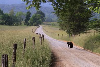 Cades Cove Group
