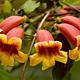 Orange and Red Crossvine flowers