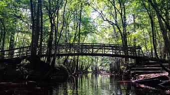 Longleaf Campground