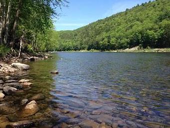 Greenery on the edge of river with a rocky shore